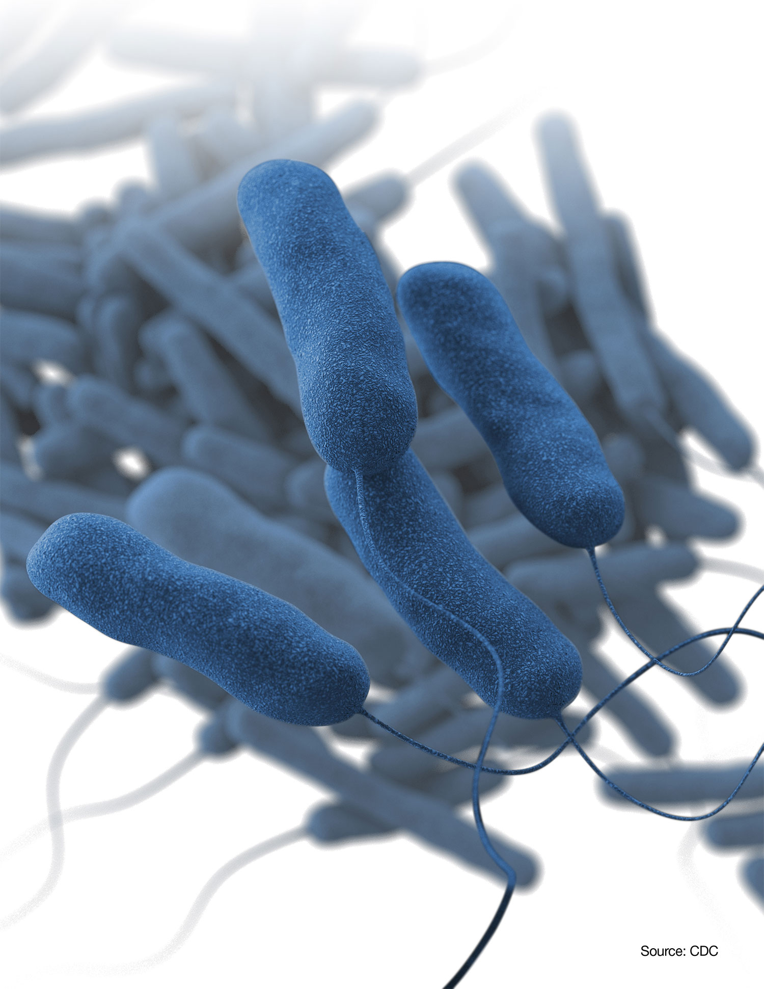 Illustrazione Legionella